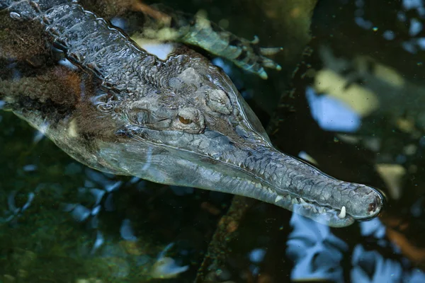 Falscher gharial (tomistoma schlegelii)). — Stockfoto