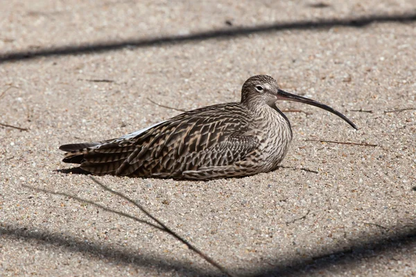 ユーラシア・カロー（Numenius arquata）). — ストック写真