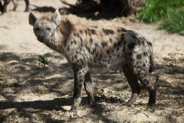 Spotted hyena (Crocuta crocuta). — Stock Photo, Image