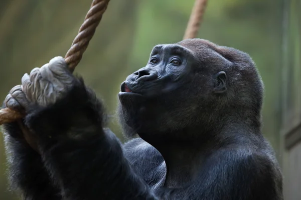 Nyugati alföldi gorilla (Gorilla gorilla gorilla). — Stock Fotó