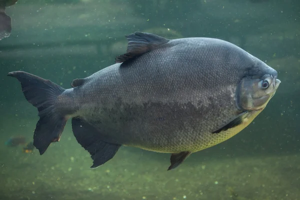 Zwarte pacu (Colossoma macropomum) — Stockfoto