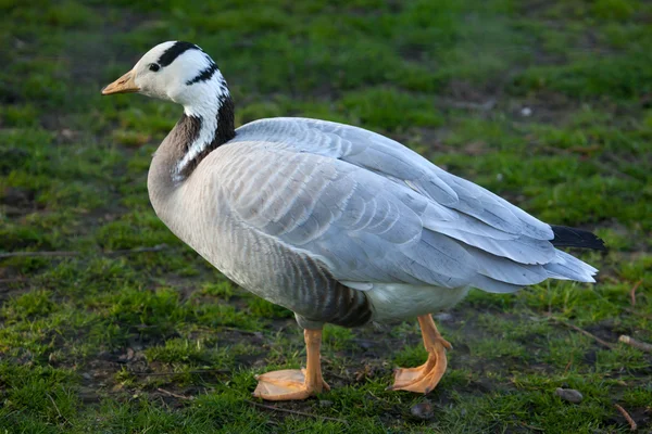 Bar-headed goose (Anser indicus). — Stock Photo, Image