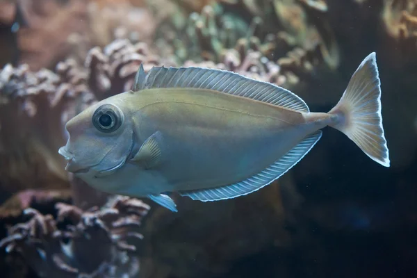 Bluespine unicornfish (Naso unicornis). — Stock Photo, Image