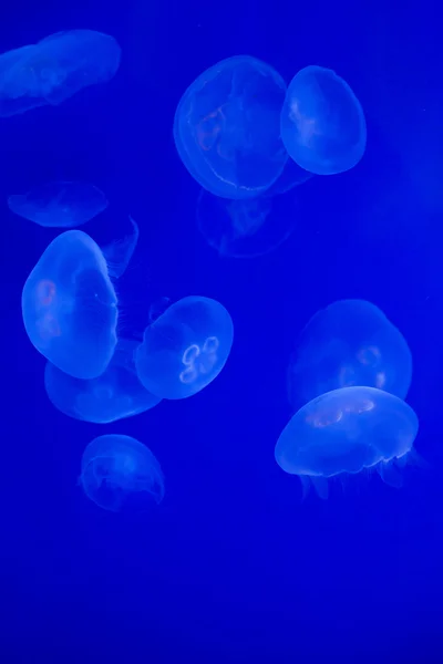 Medusas lunares (Aurelia aurita ). — Fotografia de Stock