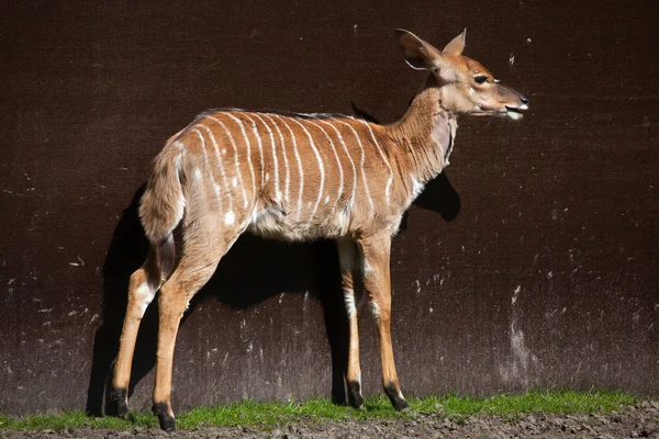 니 알라 영양 (Tragelaphus angasii). — 스톡 사진