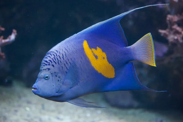Yellowband angelfish (Pomacanthus maculosus). — Stock Photo, Image