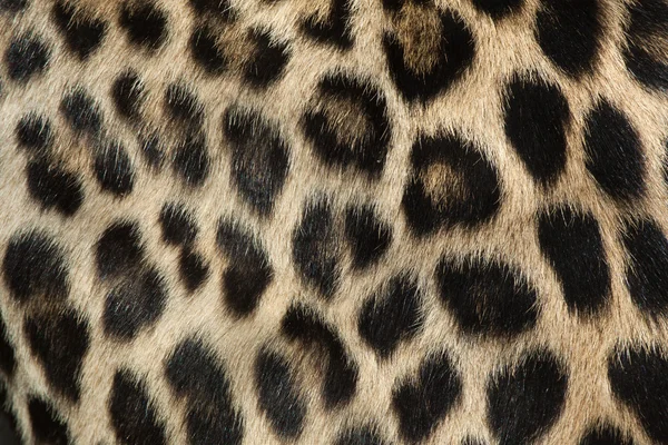 Perzsa leopárd tur textúra. — Stock Fotó