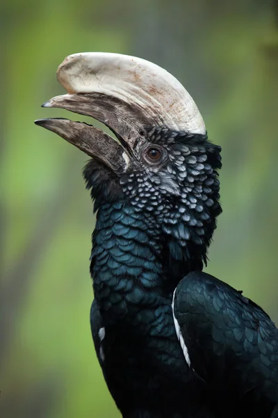Hornbill pipi perak (Bycanistes brevis ). — Stok Foto
