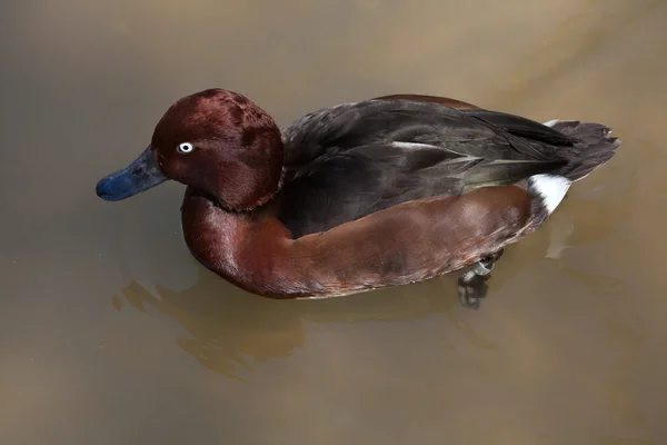 Wigeon eurasijský (anas penelope). — Stock fotografie