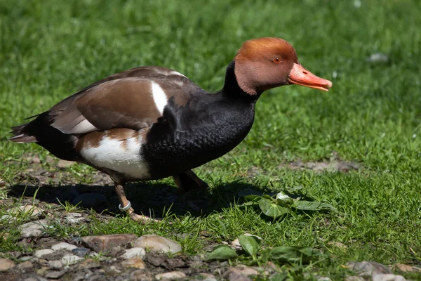 Rödhuvad dykand (netta rufina). — Stockfoto