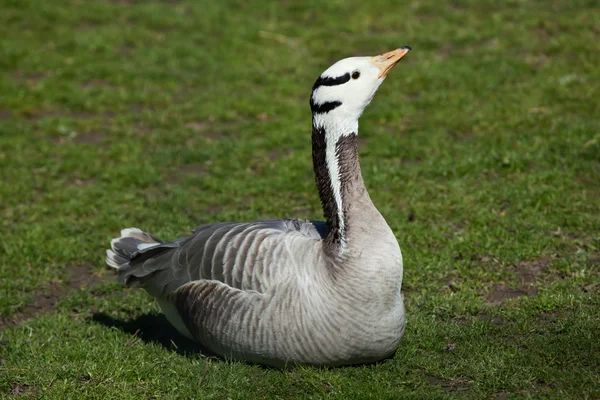 Bar-headed goose (Anser indicus). — Stock Photo, Image