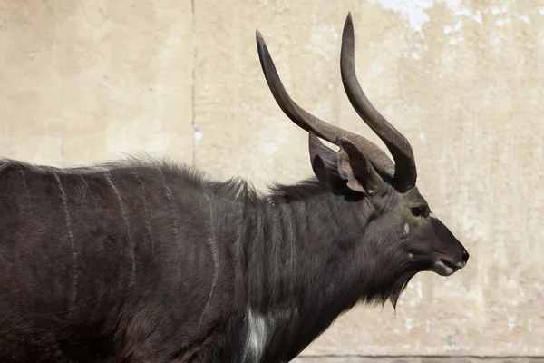 Nyala (Tragelaphus angasii). — Stock fotografie