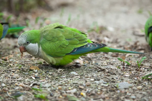 Monk parakeet (Myiopsitta monachus) — Stock Photo, Image
