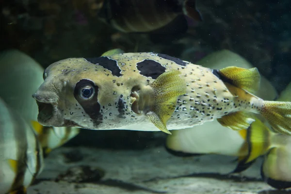 Peixe-porco-de-bico-longo (Diodon holocanthus ). — Fotografia de Stock