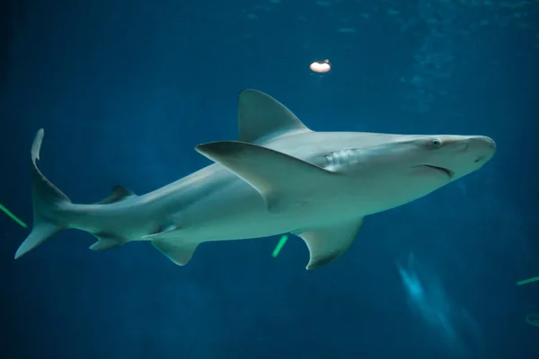 Tubarão-arenito (Carcharhinus plumbeus) ). — Fotografia de Stock
