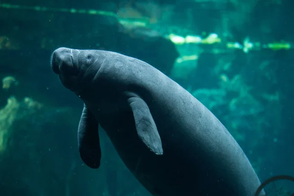 Manatee delle Antille (Trichechus manatus manatus ). — Foto Stock