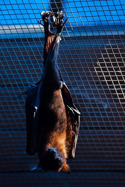 Raposa voadora de Lyle (Pteropus lylei). — Fotografia de Stock
