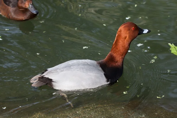 Common pochard (Aythya ferina). — Stock Photo, Image