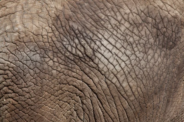 Texture de la peau d'éléphant . — Photo