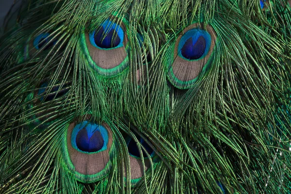 Plumagem do pavão indiano (Pavo cristatus ). — Fotografia de Stock