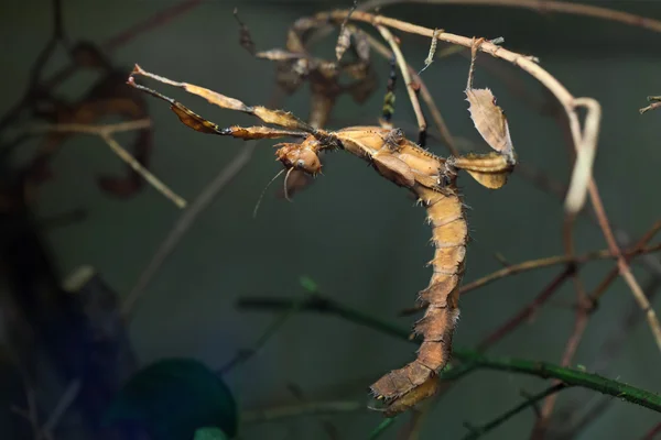 Гигантское колючее насекомое (Extatosoma tiaratum ). — стоковое фото