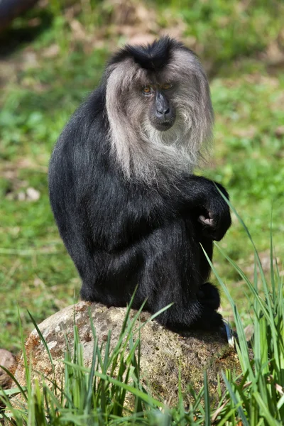 Хвостатый макак (Macaca silenus ) — стоковое фото