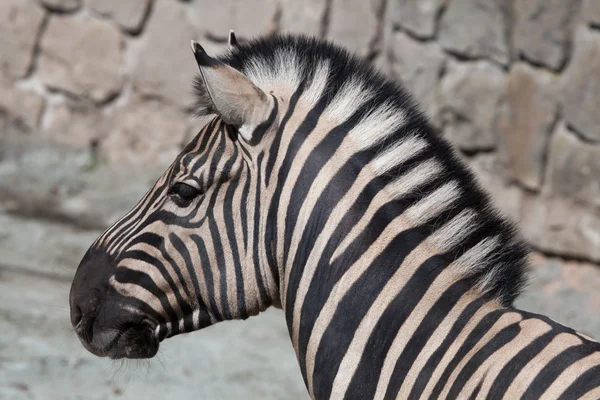 Zebra de Burchell (Equus quagga burchellii ). — Fotografia de Stock