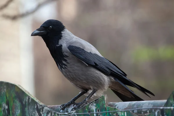 Cuervo encapuchado (Corvus cornix ). — Foto de Stock