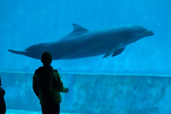 Große Tümmler (Tursiops truncatus)). — Stockfoto