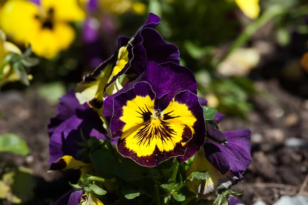 Jardim Flores de Pansy — Fotografia de Stock