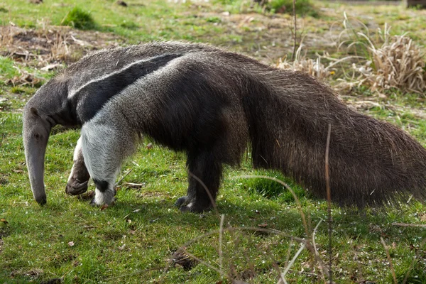 Anteater gigante (Myrmecophaga tridactyla ). — Fotografia de Stock