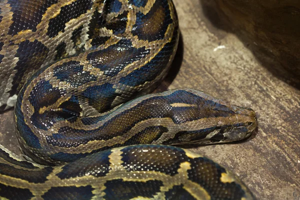 Python birmanês (Python bivittatus ). — Fotografia de Stock