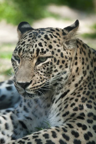Persian leopard (Panthera pardus saxicolor). Stock Photo