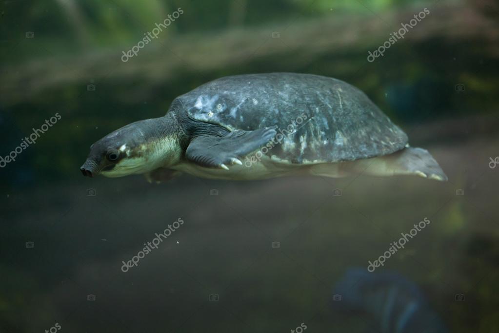 719 Freshwater Turtles Stock Photos Freshwater Turtles Images Depositphotos