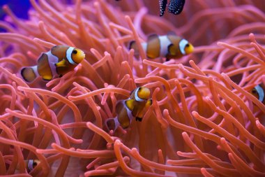 Yüzme Ocellaris clownfishes