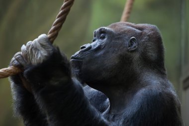 Batı ovasındaki goril. 