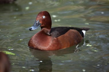 Avrasya wigeon (anas penelope)