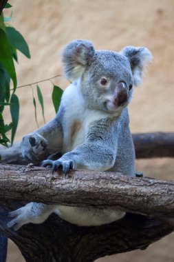 şirin Queensland koala