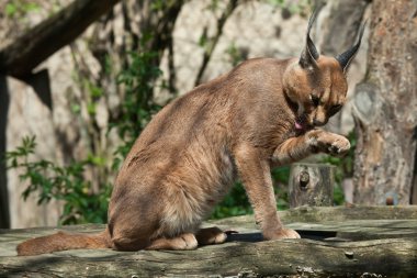 karakulak (caracal caracal)