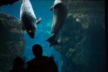 harbor seals in Genoa Aquarium clipart