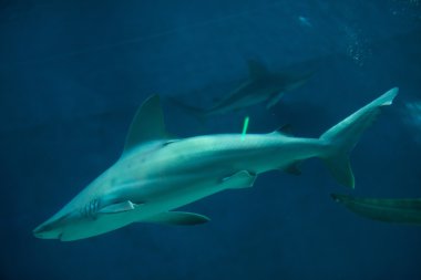 Kum köpekbalığı (Carcharhinus plumbeus)