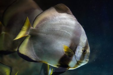 Orbicular batfish, Platax orbicularis
