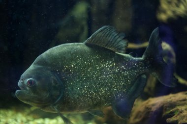 Kırmızı piranha (Pygocentrus nattereri)