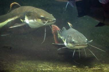 Kırmızı kuyruklu yayın balığı (Phractocephalus hemioliopterus)