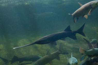 Amerikan paddlefishes su altında