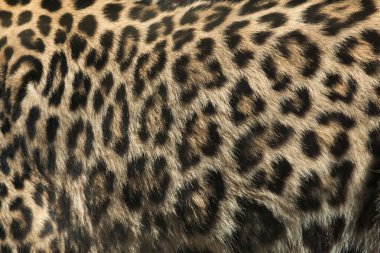 Farsça leopar kürk doku