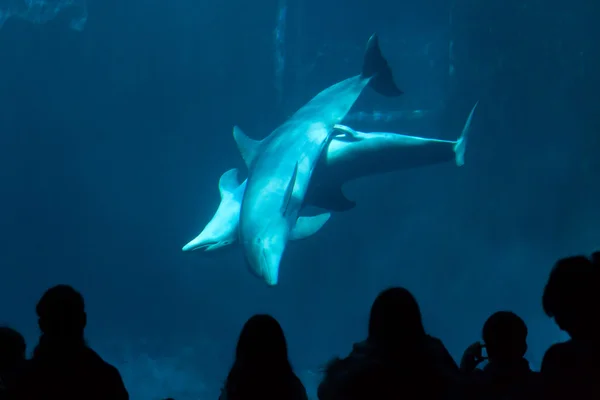 Delfines mulares comunes — Foto de Stock