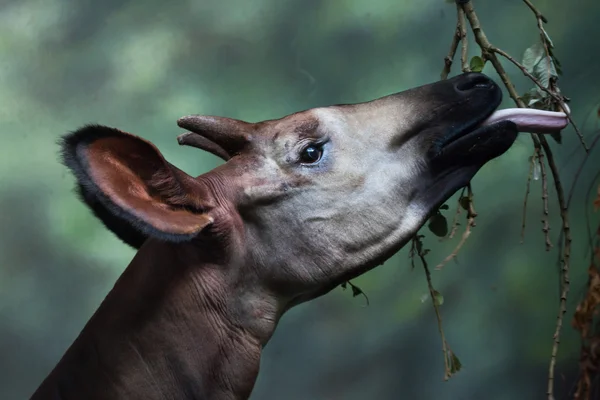 Okapi (Okapia johnstoni) ) — Photo