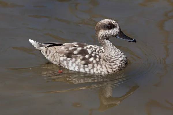 Teal marmurkowaty kaczka — Zdjęcie stockowe