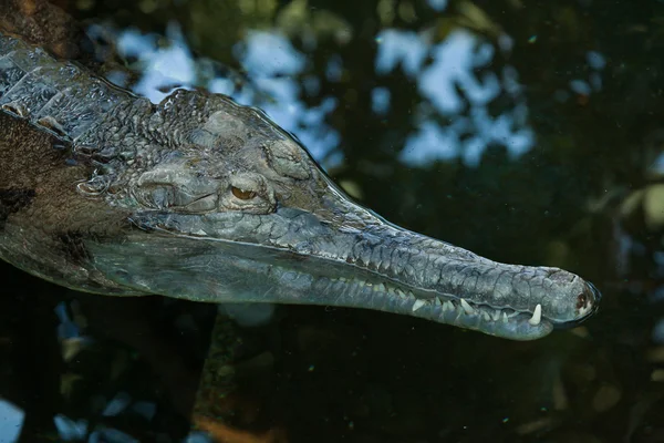 거짓 리알 (Tomistoma schlegelii) — 스톡 사진